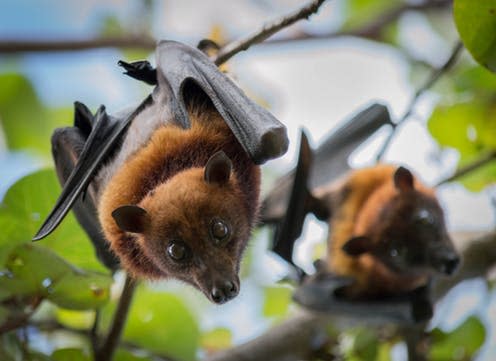 <span class="caption">Old World fruit bats.</span> <span class="attribution"><a class="link " href="https://www.shutterstock.com/download/confirm/719503324?src=Nkh3v5EyNrOMJlREQlmMsA-1-0&size=medium_jpg" rel="nofollow noopener" target="_blank" data-ylk="slk:Jeffrey Paul Wade/Shutterstock;elm:context_link;itc:0;sec:content-canvas">Jeffrey Paul Wade/Shutterstock</a></span>