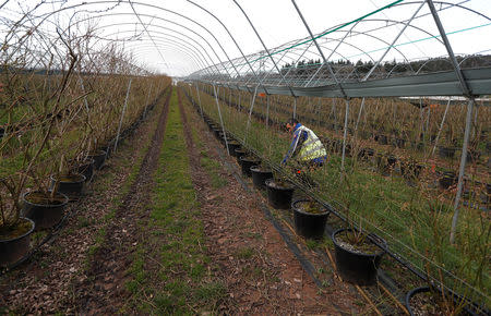 An Eastern European worker tends the fruit trees at Cobrey Farm in Ross-on-Wye, Britain, March 11, 2019. Picture taken March 11, 2019. REUTERS/Peter Nicholls