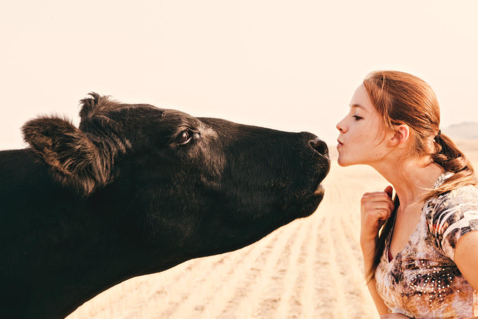 People are being warned not to take part in a bizarre kissing cow challenge [Photo: Getty]