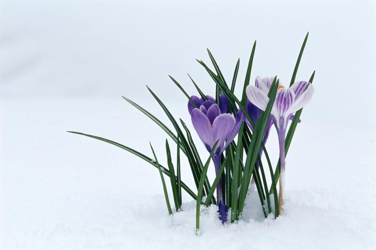 winter flowers crocus