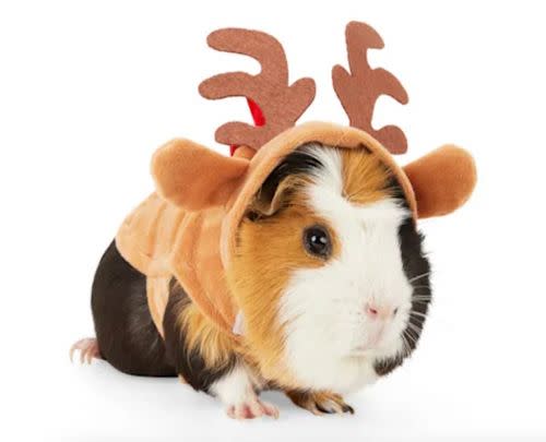 Guinea Pig Reindeer Costume