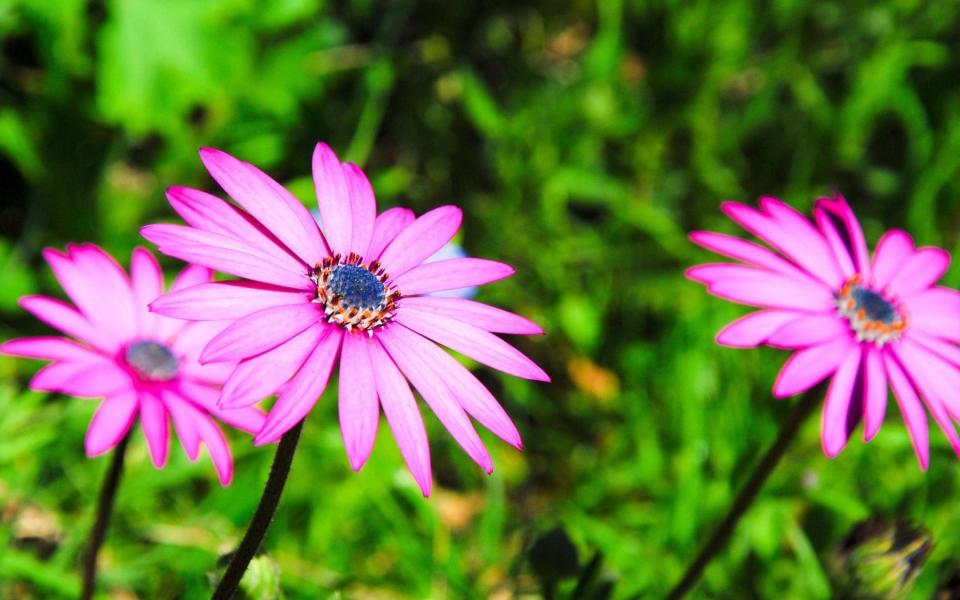 Purple 'Daisy Bush' flowers (osteospermum ecklonis cultivar) - Credit: stuart fretwell / Alamy Live News