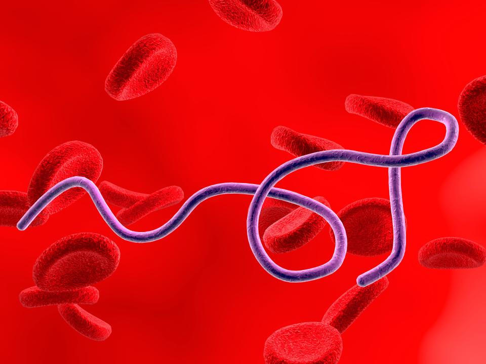 An illustration of a Borrelia bacterium over red blood cells and a red background.