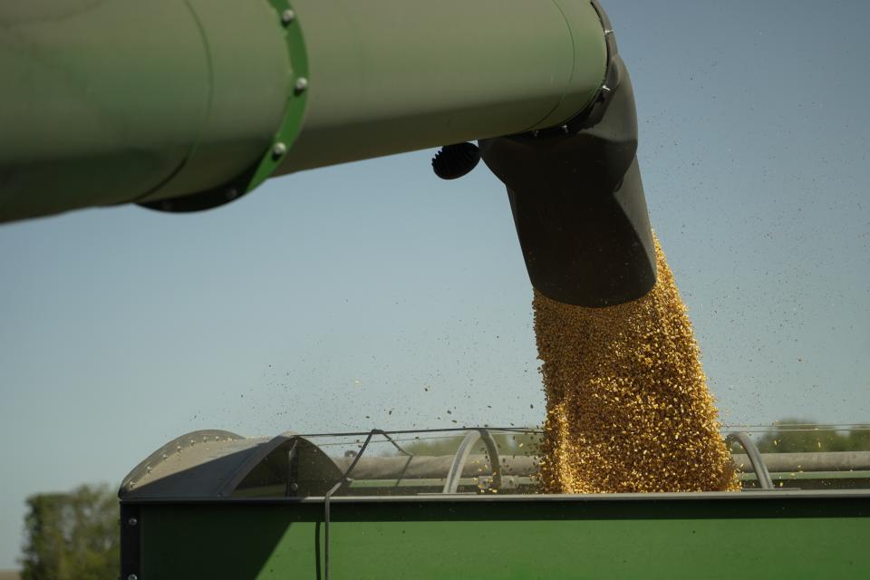 Harvested corn grain is dumped into a grain wagon, Tuesday, Oct. 10, 2023, at a farm near Allerton, Ill. Cover crops top the list of tasks U.S. farmers are told will build healthy soil, help the environment and fight climate change. Yet after years of incentives and encouragement, Midwest farmers planted cover crops on only about 7% of their land in 2021. (AP Photo/Joshua A. Bickel)