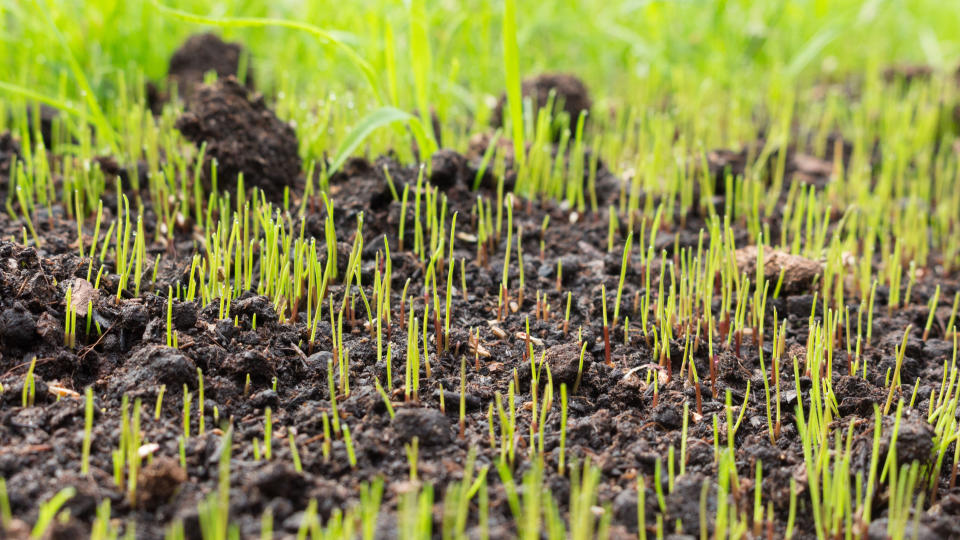 Young grass growing out of the soil