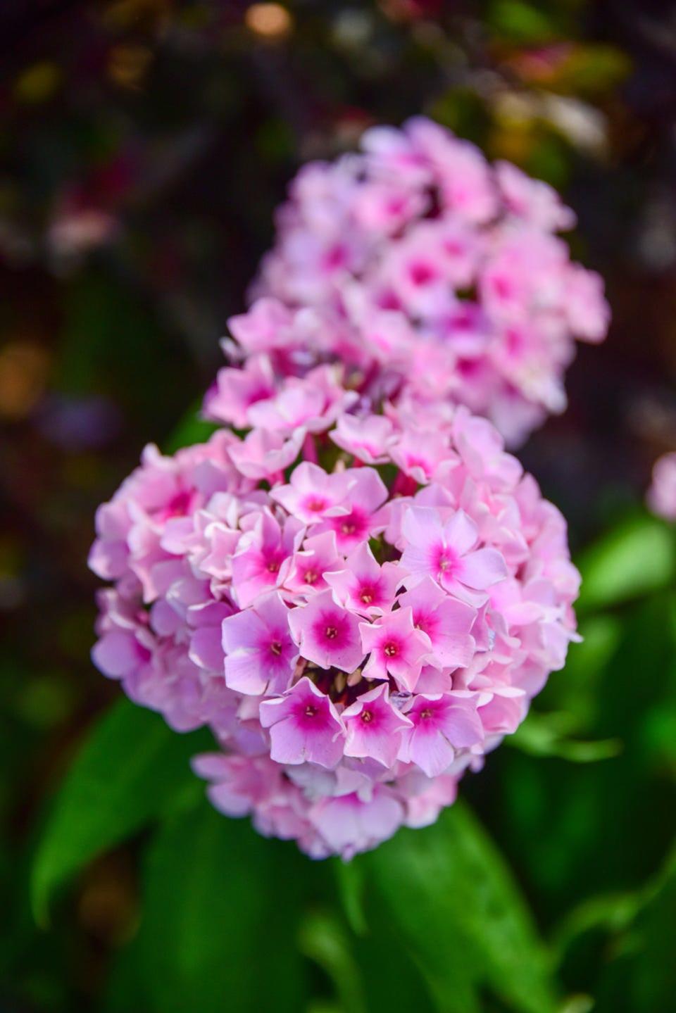 garden phlox flower