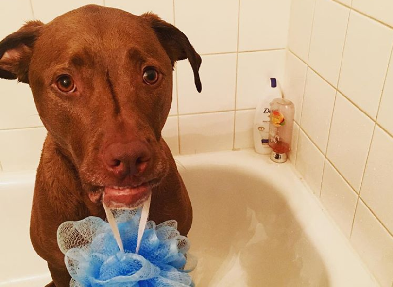 Colt helps his owner who suffers from brain injury with daily chores such as laundry, opening doors and picking up things. — Picture via Instagram/servicedogcolt