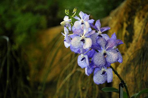 Colombia, uno de los países con más especies de orquídeas