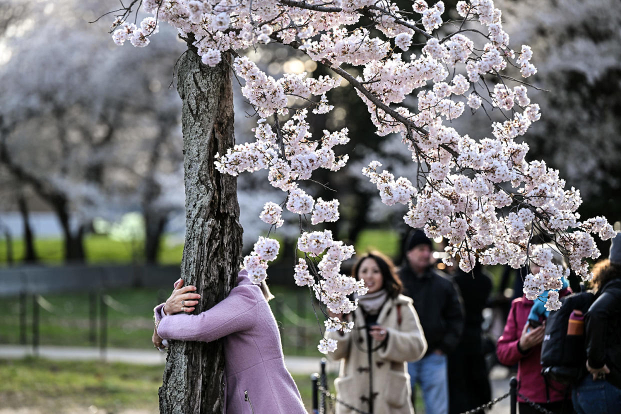 A visitor hugs a cherry tree nicknamed 