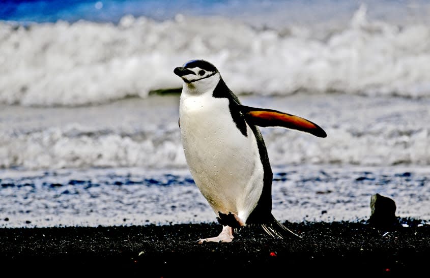 A penguin in Antarctica