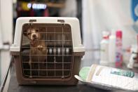 A puppy which is under the care and protection of the Mayor's Animal Care Unit office is seen inside a cage at their facilities amid the coronavirus disease (COVID-19) outbreak in Bogota