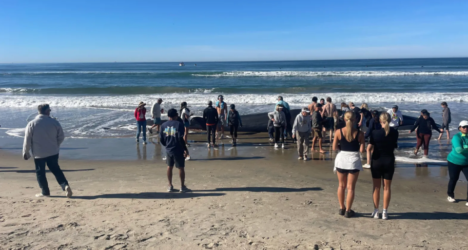 Members of the public were warned not to approach or touch the animal by life guards (Dana Williams/ NBC 7 San Diego)