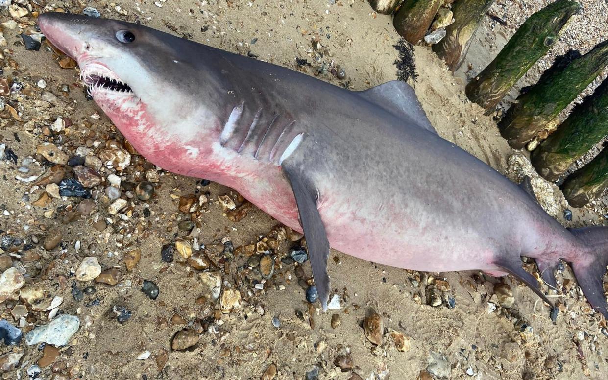 The shark was found washed up on Lepe beach in Hampshire on Saturday - Solent News & Photo Agency