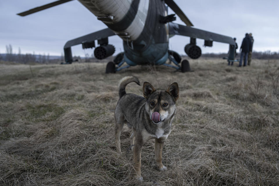 Un perro se lame la nariz frente a un helicóptero de combate Mi-24 ucraniano en la región de Donetsk, Ucrania, el sábado 18 de marzo de 2023. (AP Foto/Evgeniy Maloletka)