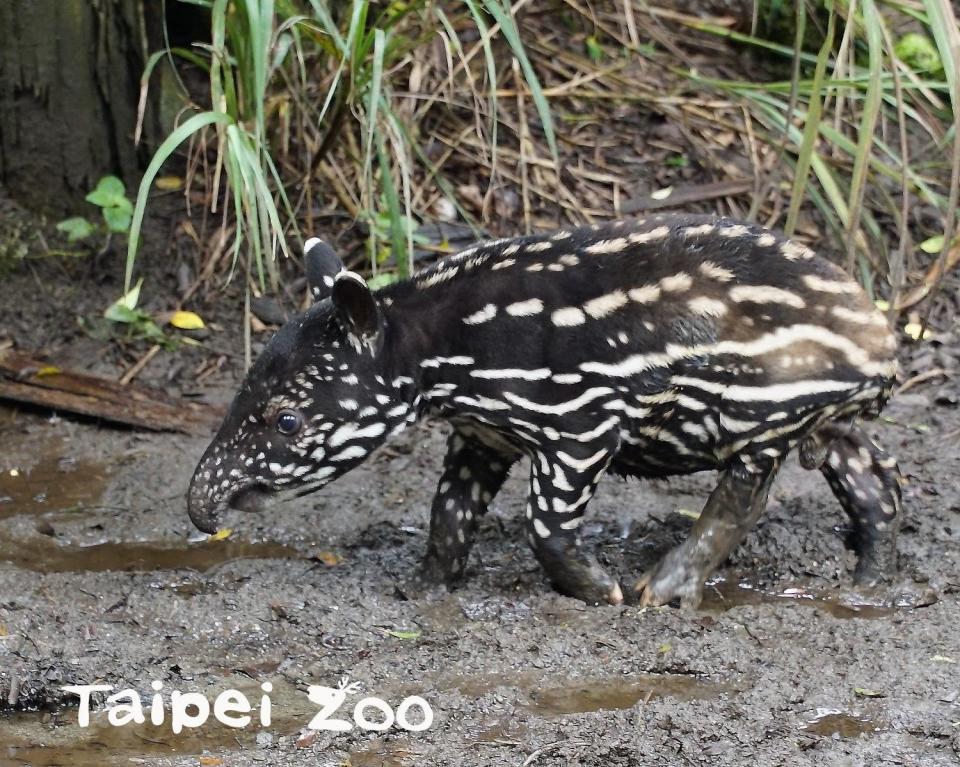 「貘豆」今（30）日滿18日齡。   圖：取自台北市立動物園網站