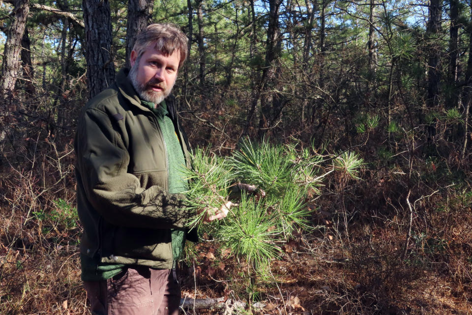 Bill Zipse, a supervising forester with the New Jersey Forest Service, touches a small pine tree in a section of Bass River State Forest in Bass River Township, N.J. on Friday, Nov. 18, 2022. A recently approved plan will cut 2.4 million trees from the forest, most of them small, narrow trees, designed to remove fuel that could make wildfires worse. But environmentalists are split over the plan, with some calling it a tragic loss of trees that would otherwise store carbon in an era of climate change. (AP Photo/Wayne Parry)