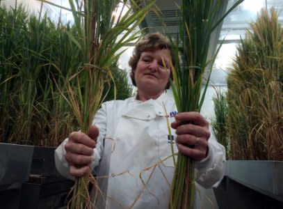FILE PHOTO: Professor Wendy Harwood poses for a photograph with barley plants that have undergone gene editing at the John Innes Centre in Norwich, Britain, May 25, 2016.  REUTERS/Stuart McDill/File Photo