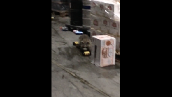 Raccoon breaks into alcohol warehouse and gets drunk (video)