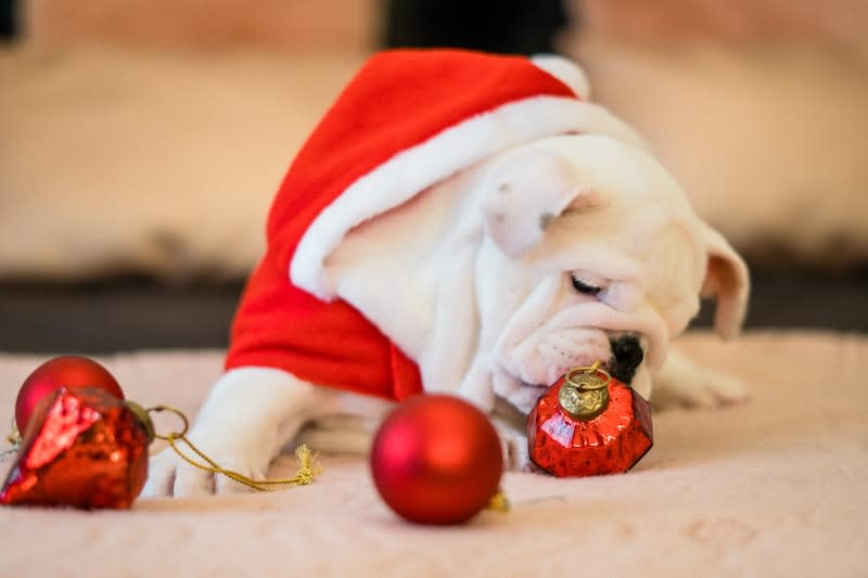 Christmas is for everyone, pets included, so why not spend this Christmas celebrating with a bunch of furry and loving animals from MDDB. — Picture from Pexels.com.