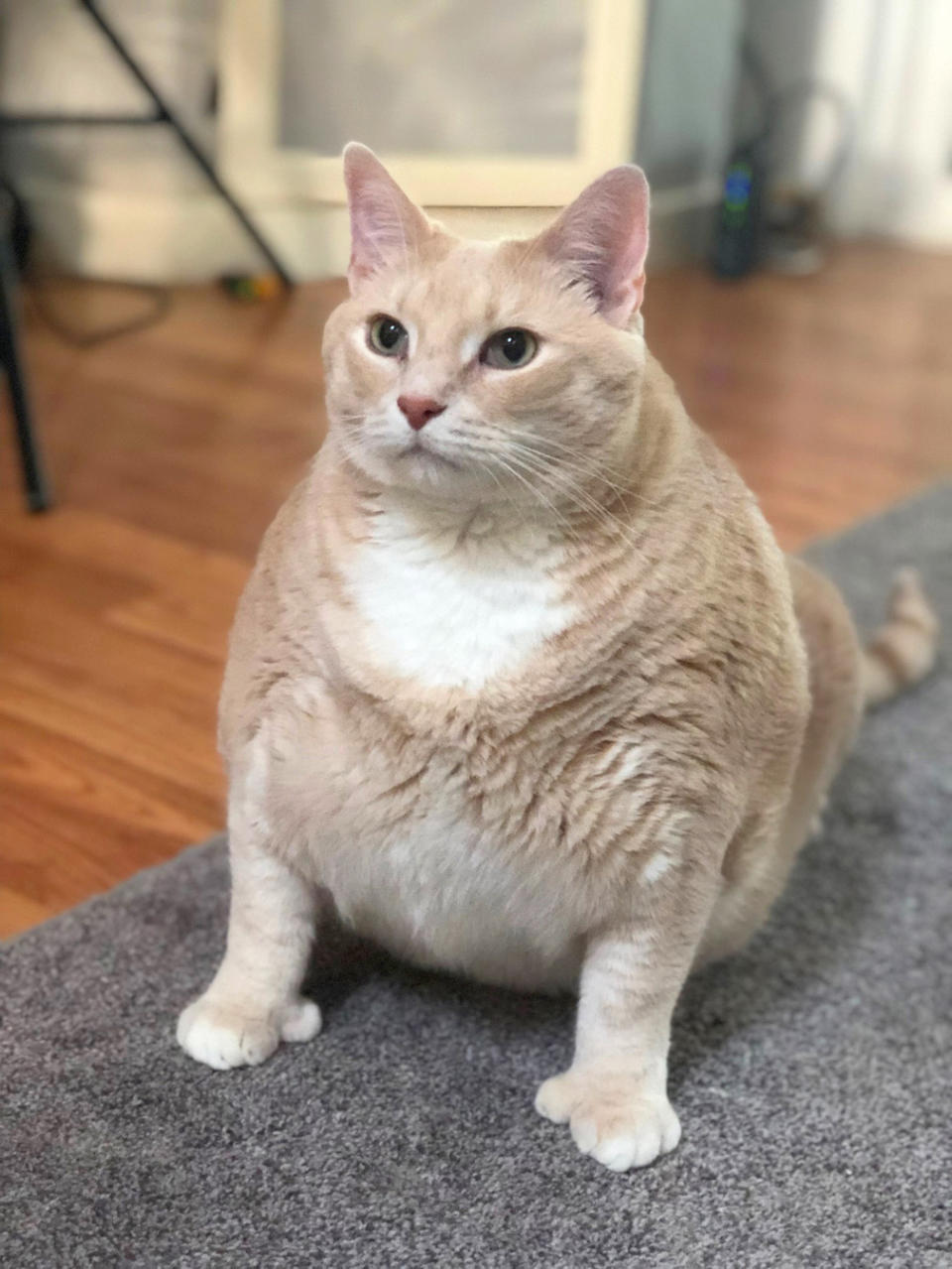 Bronson is already starting to lose weight (Picture: Caters)