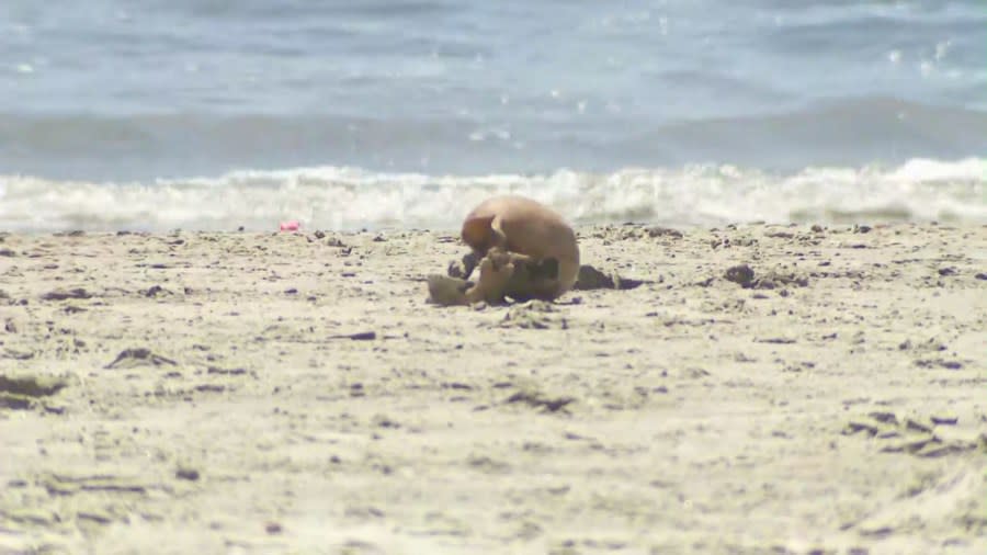 A Peculiar Find on a Beach in Southern California Caught Attention