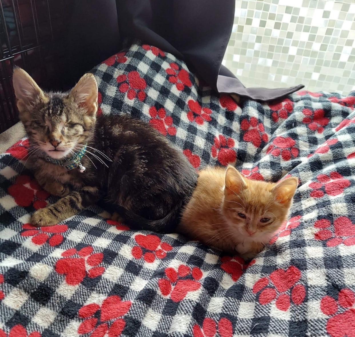 Houdini, left, and Phoenix are a bonded pair of kittens being cared for by volunteers with the Humane Society of Mason County and are in need of a forever home. Houdini had his eyes surgically removed after an injury and Phoenix serves as his "seeing eye kitty" and friend.