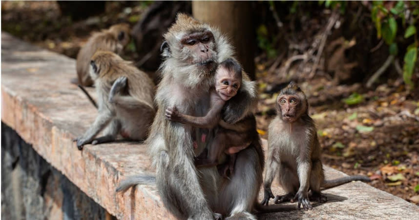 多年來在當地人與旅客的愛護下，泰國的猴子群越來越壯大。（示意圖／pixabay）