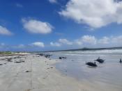 Pilot whales are seen stranded on the beach in Chatham Islands