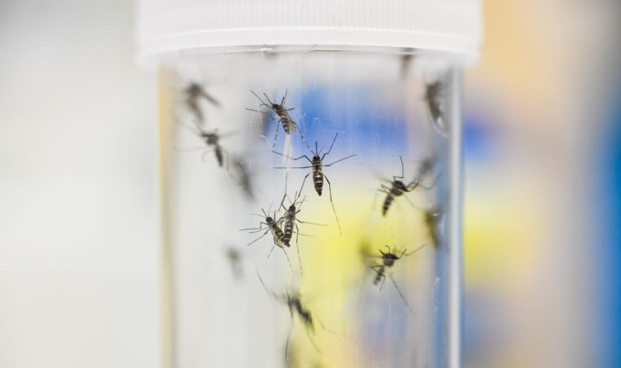 Several tiger mosquitoes are contained in a transparent container with a white cap.