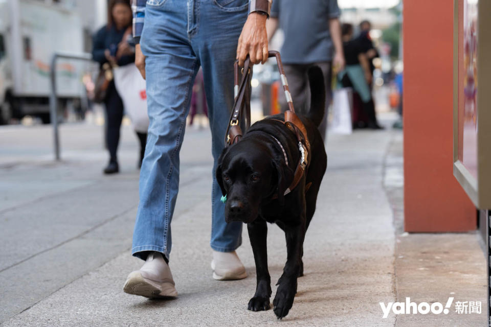 曾建平認為，與白手杖不同，導盲犬會協助視障人士躲開障礙物，外出時的安全性亦因而增加。
