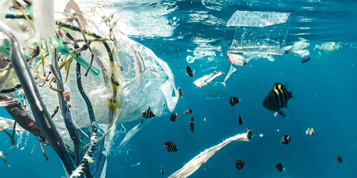 Los plásticos se han convertido en un serio problema medioambiental pero quizá haya aparecido una ayuda inesperada | NIOZ Naja Berthold Jansen/Unsplash