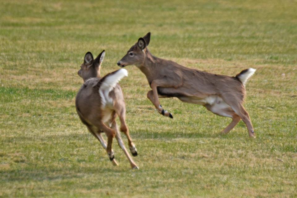 The Ohio Department of Natural Resources has announced special deer hunts at nine nature preserves where native plant communities are threatened by high deer populations.