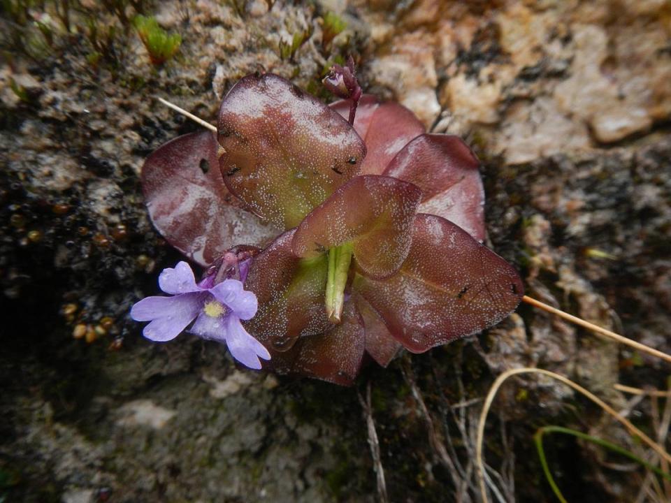 A close-up photo of Pinguicula ombrophila.