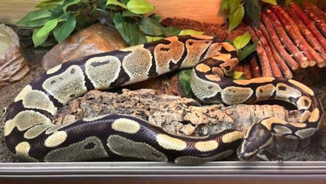 Four adult corn snakes, two baby corn snakes and a python were discovered (Handout/PA)