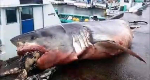 This 2,000kg shark apparently bit off more than it could chew. 