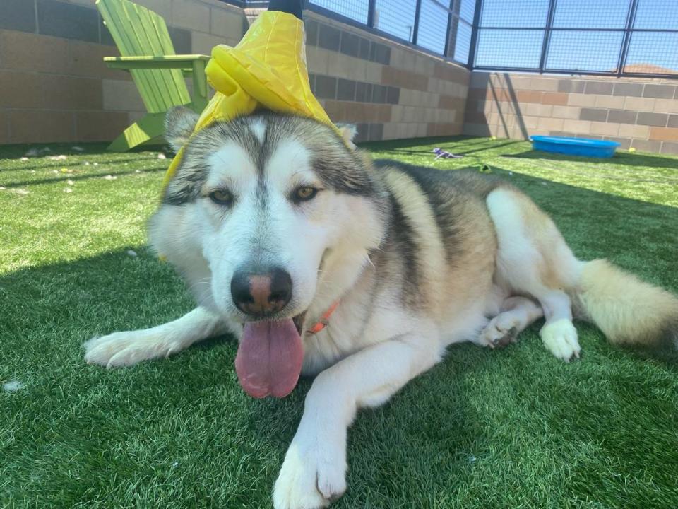 Marcus, a husky dog, is available for adoption at the San Luis Obispo County Animal Services shelter in San Luis Obispo.
