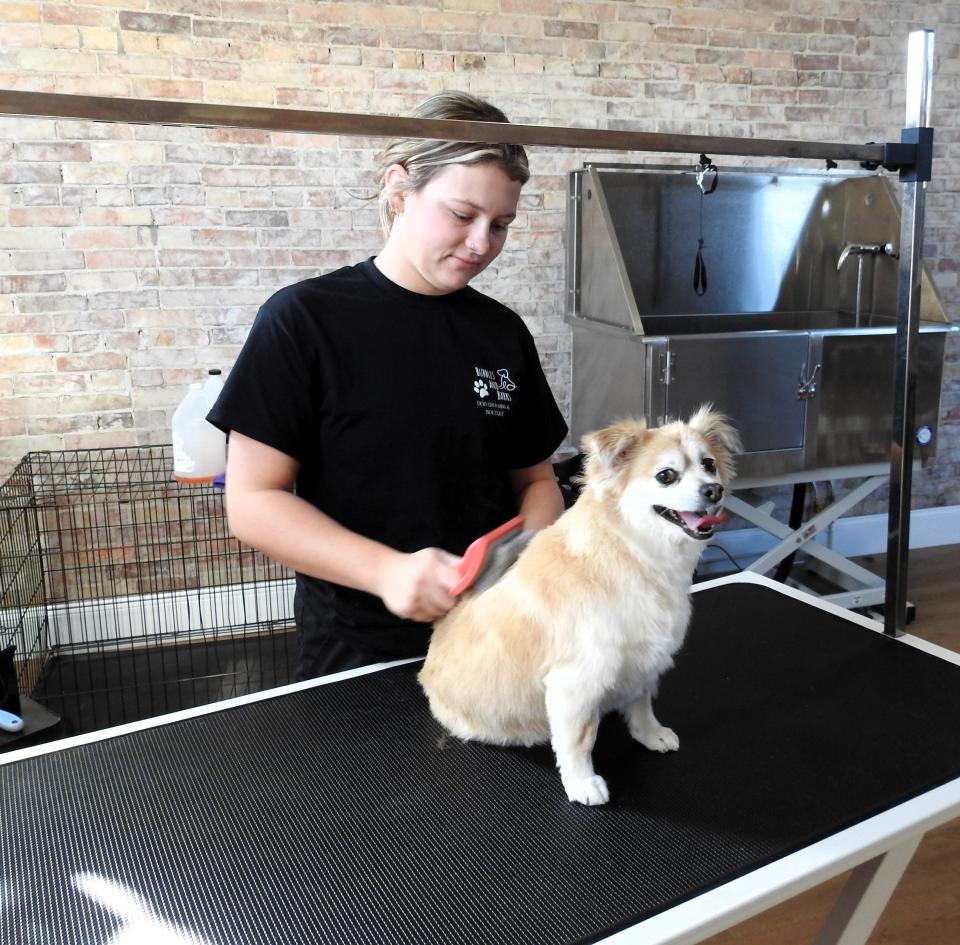 Abbey Kellish of Bubbles and Barks Dog Grooming Boutique brushes a Pomeranian and Chihuahua mix at her recently opened studio in West Lafayette.