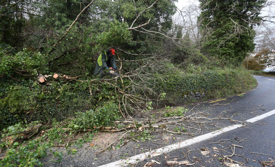 Trees fall