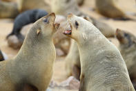 <p>Two Cape fur seals fight over territory on the shores of the Cape Cross Seal Reserve in Namibia. (Photo: Gordon Donovan/Yahoo News) </p>