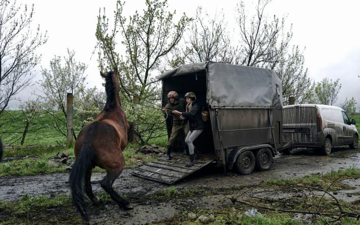 Ukrainian soldiers and volunteers try to load horses into a truck to evacuate them from an abandoned horse farm in Avdiivka - LIBKOS/AP