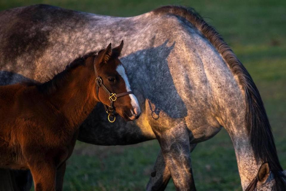 Horses stand in a field at Mill Ridge Farm in Fayette County last week. Will this foal make it to the 2026 Kentucky Derby?