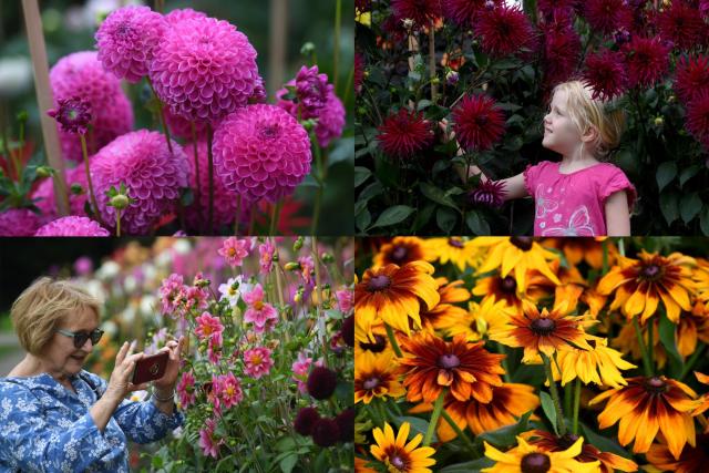 IN PICTURES: Here are 18 blooming marvellous photos of the beautiful  flowers that have been planted in Harrogate