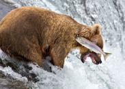 <p>Un salmón logra escapar de las fauces de un oso hambriento. (<i>Rob Kroenert/Barcroft Media</i>)</p>