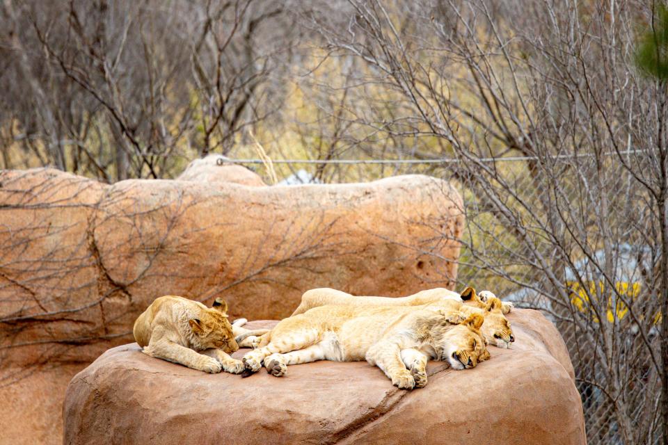 A pride of lions sleep on a rock at the Oklahoma City Zoo on Tuesday, February 27, 2024.