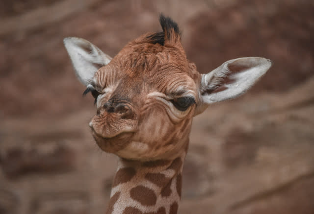 Rare baby giraffe born at Chester Zoo