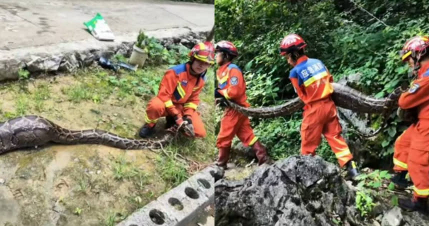 大陸廣西一位農民，日前到自家羊圈中巡視時，意外發現一條長約3公尺，重40公斤的巨蟒，立刻通報警方求助。（圖／抖音）