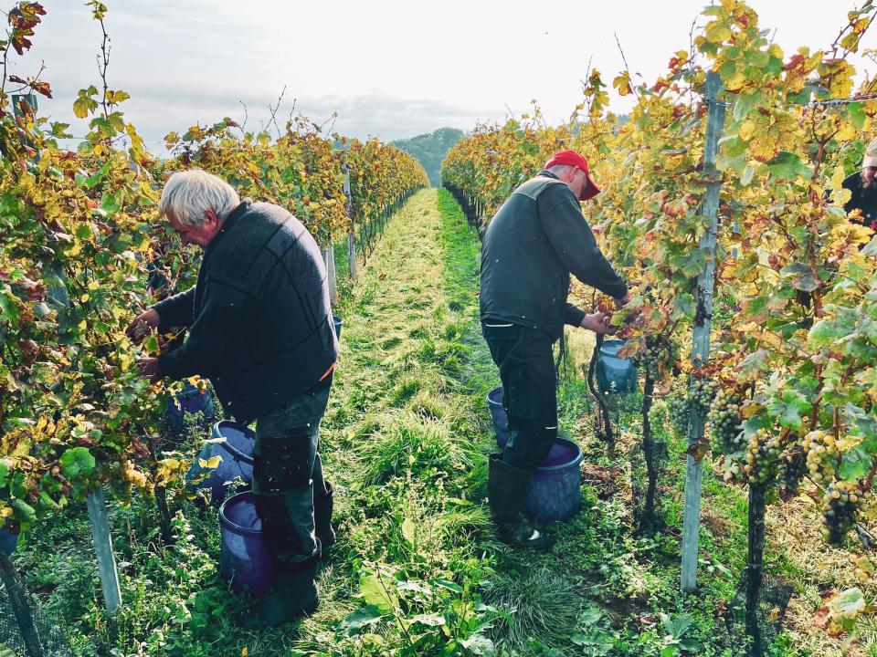 Frantisek Spevak working in the Spevak Estate, Moravia, Czech Republic; captured in the lens of son-in-law Deon Wills