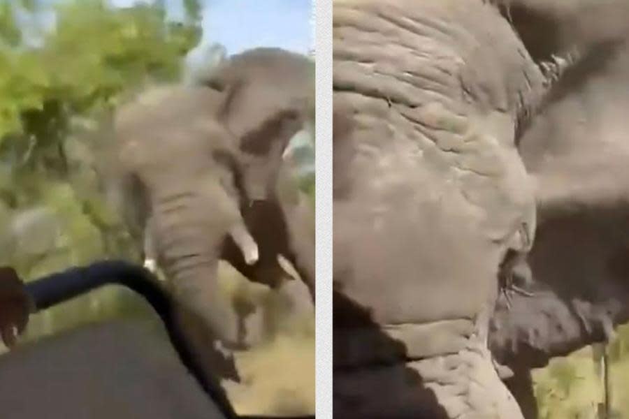 Elefante mata a turista estadounidense durante safari en África 