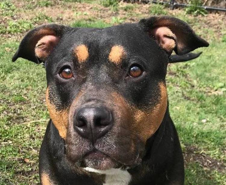 The Taunton Animal Shelter Pet of the Week is Bree, a female American staffordshire/rottweiler mix who is about 6 years old.