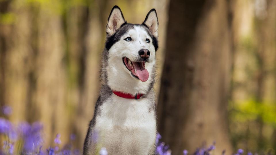 Dog breeds from the US